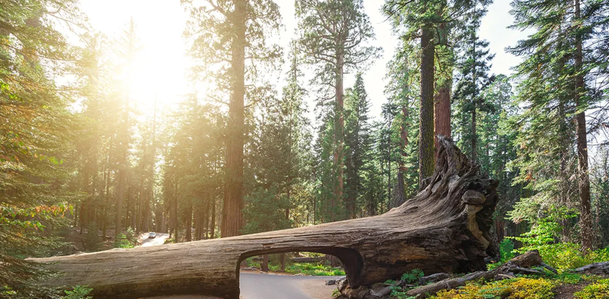 seqouia national park