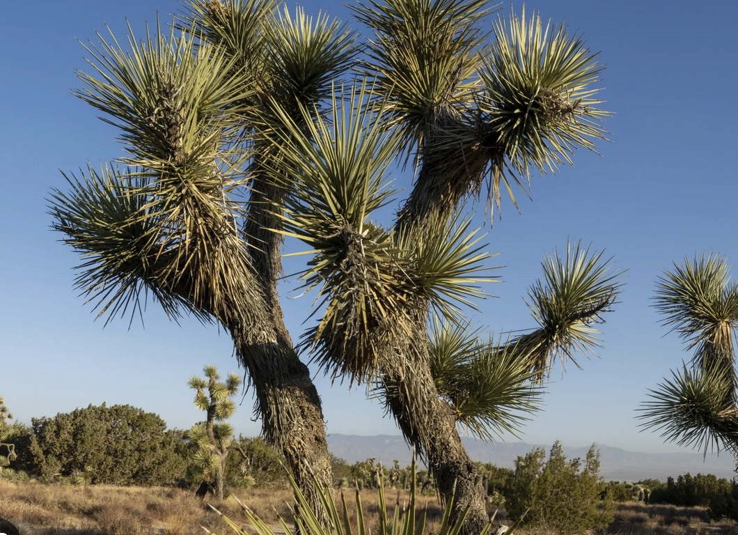 joshua threes verhaal