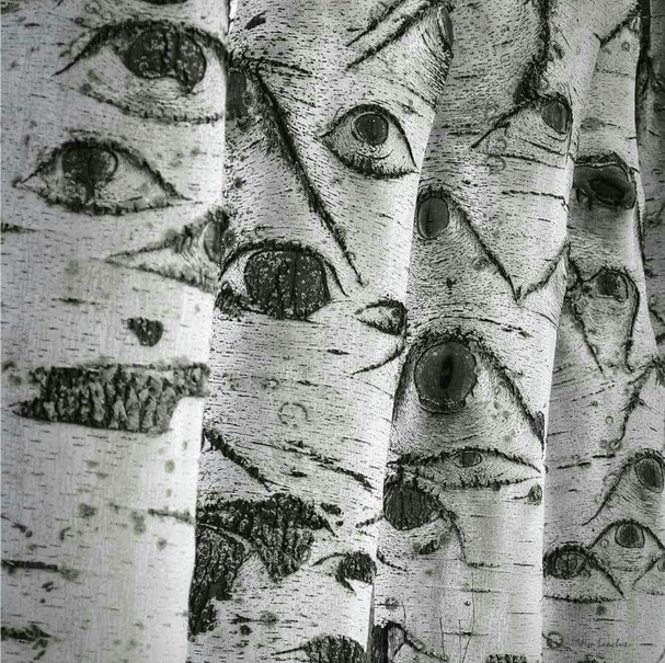 Shot of four birch tree trunks. They have black patterns on them that look like eyes.