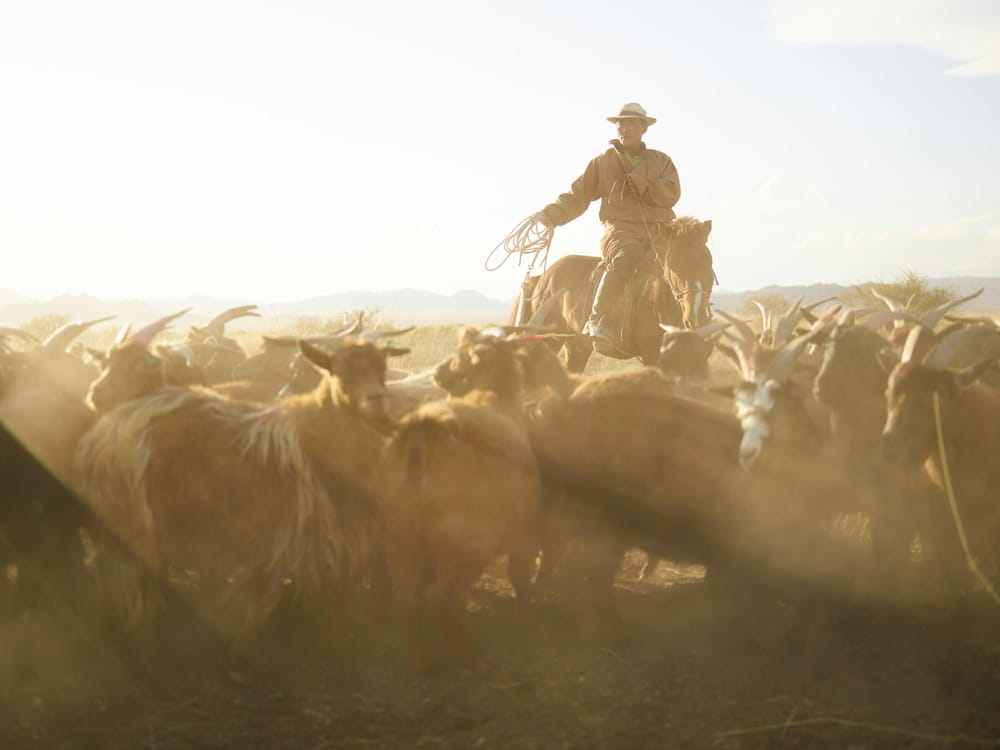 Managing the Herd