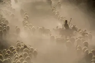 Managing the Herd