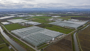 How Big Is Delta’s Greenhouse Industry Today?