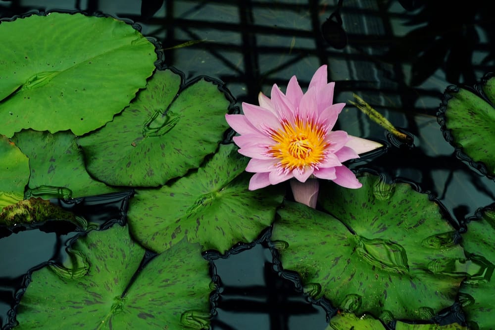 忙中閑あり、金はなし