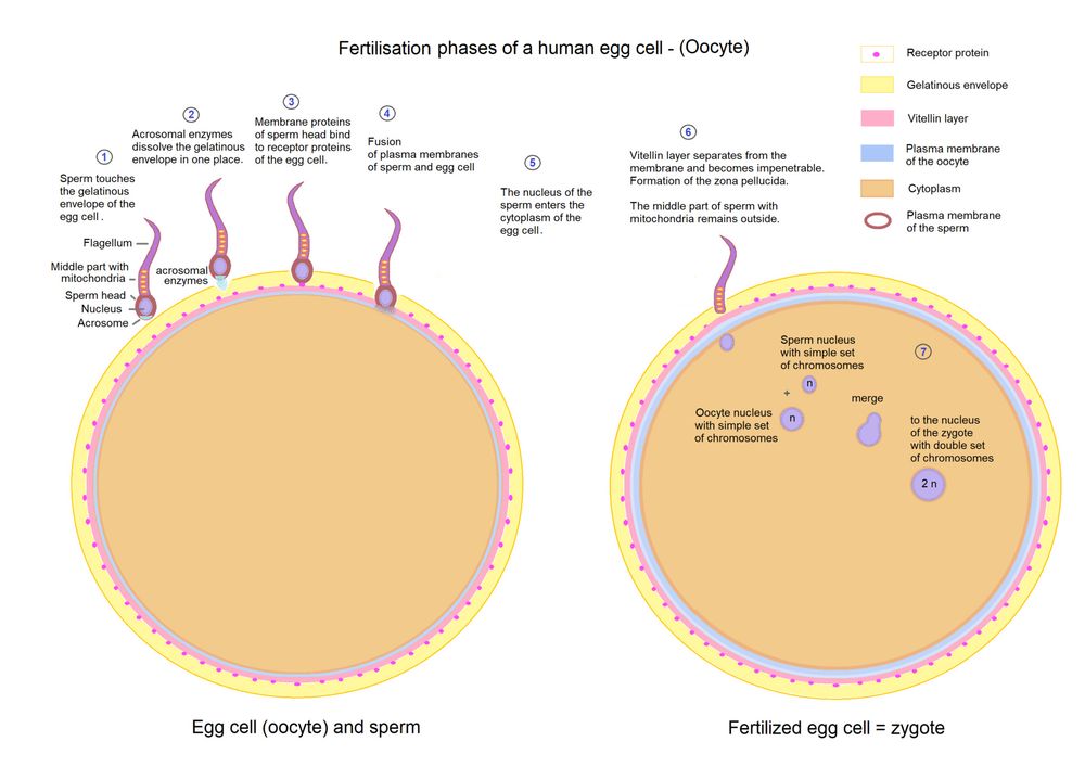 Life begins at the exact moment of fertilization. Full stop.