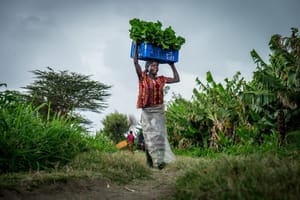 Africa’s Farms Hold the Key to the Continent’s Economic Future