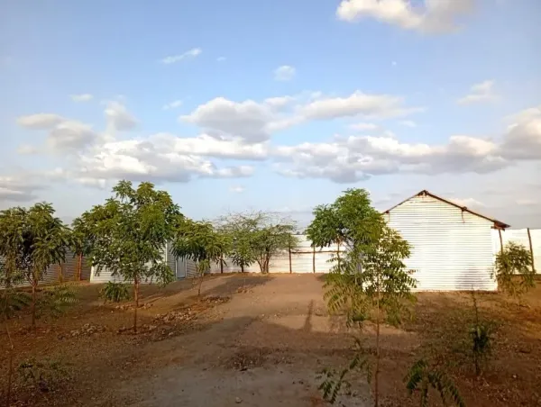Trees of Hope Takes Root in Kakuma and Kalobeyei