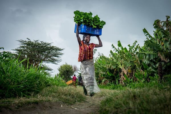 Africa’s Farms Hold the Key to the Continent’s Economic Future