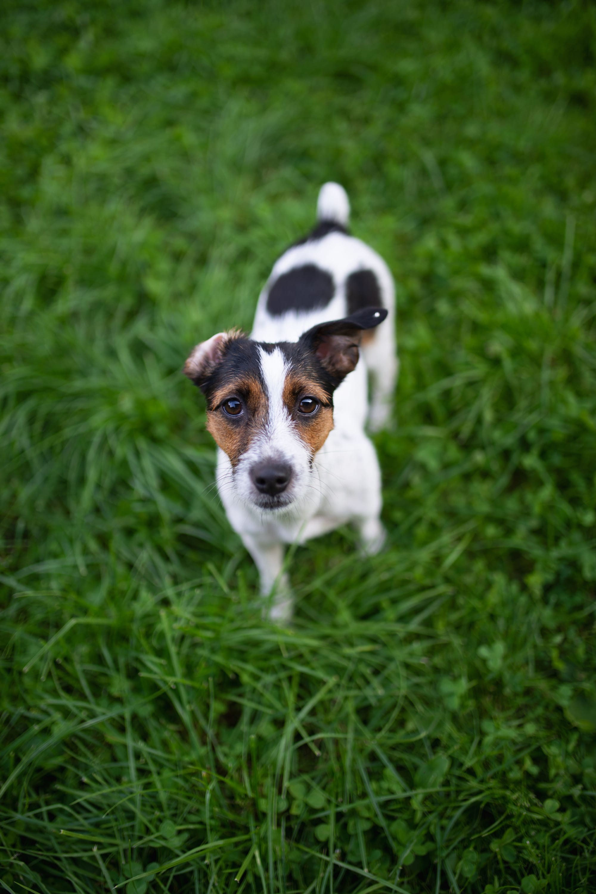 Perro de pelaje blanco, negro y marrón sobre pasto verde