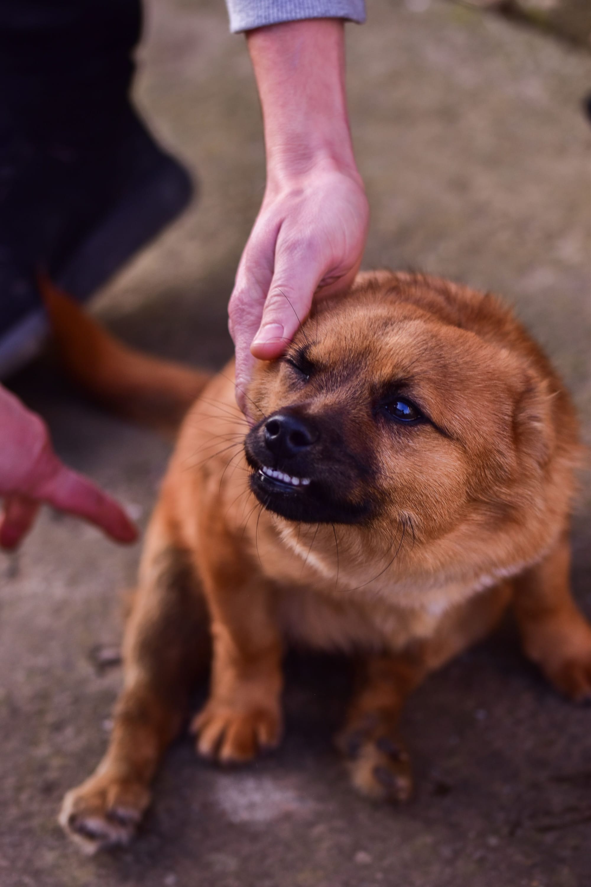 Persona acariciando a un perro que muestra señales de tensión