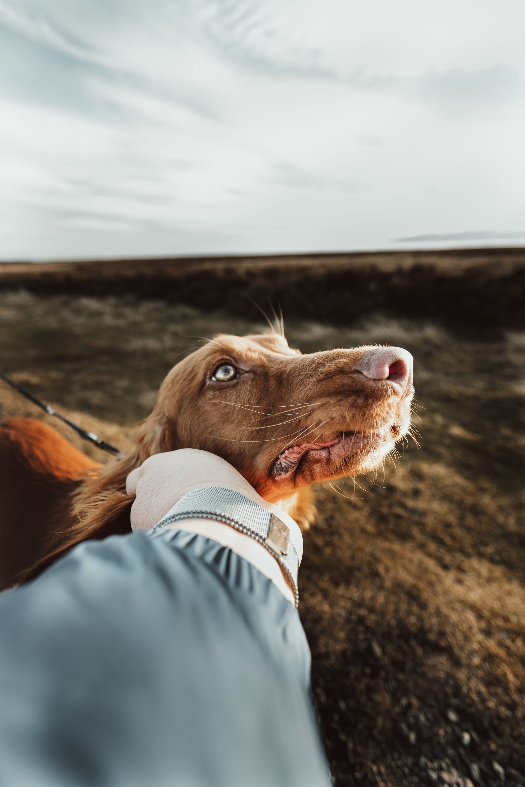 Persona calmando a su perro con una caricia