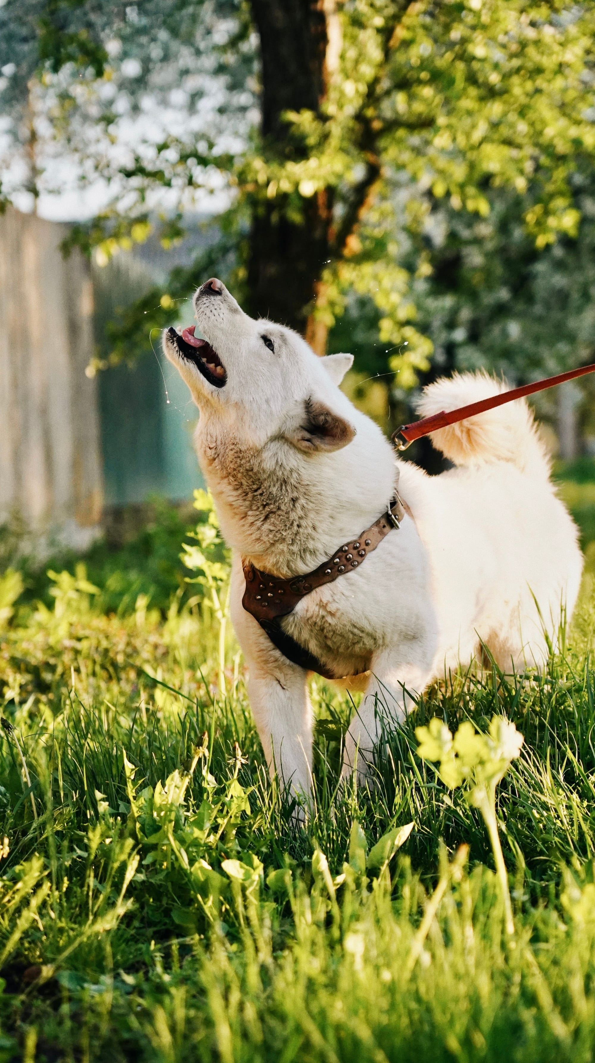 Perro blanco tenso caminando con correa