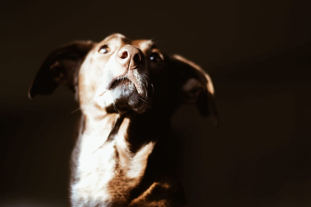 Retrato de un perro mostrando su lenguaje corporal