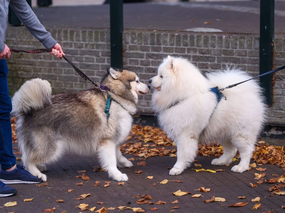 Dos perros con correa encontrándose en una calle, uno reactivo frente al otro