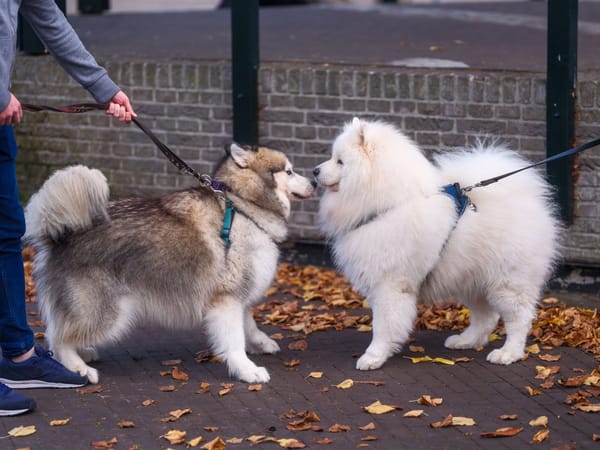 Dos perros con correa encontrándose en una calle, uno reactivo frente al otro