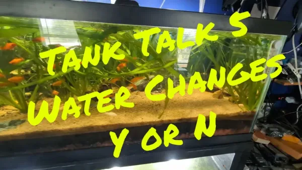 Tank Talk 5