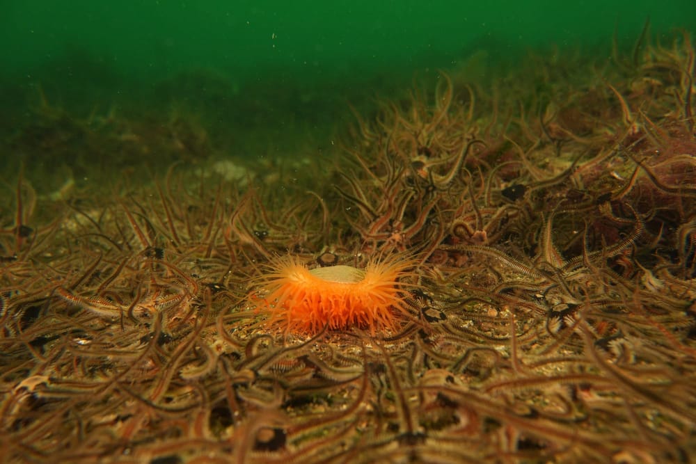 £2 bus fares and Loch Carron marine life recovery