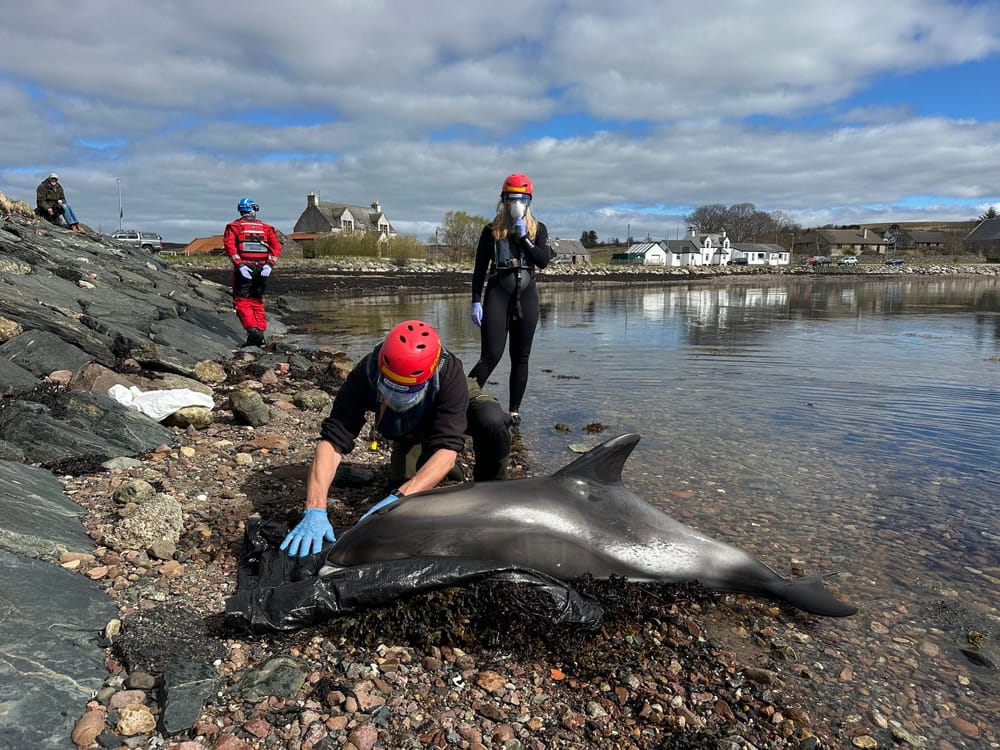 Dolphin Stranding at Aultbea