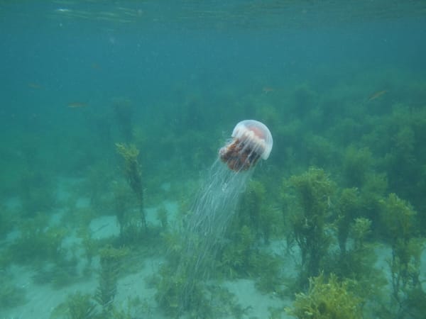 Underwater photo of a jellyfish