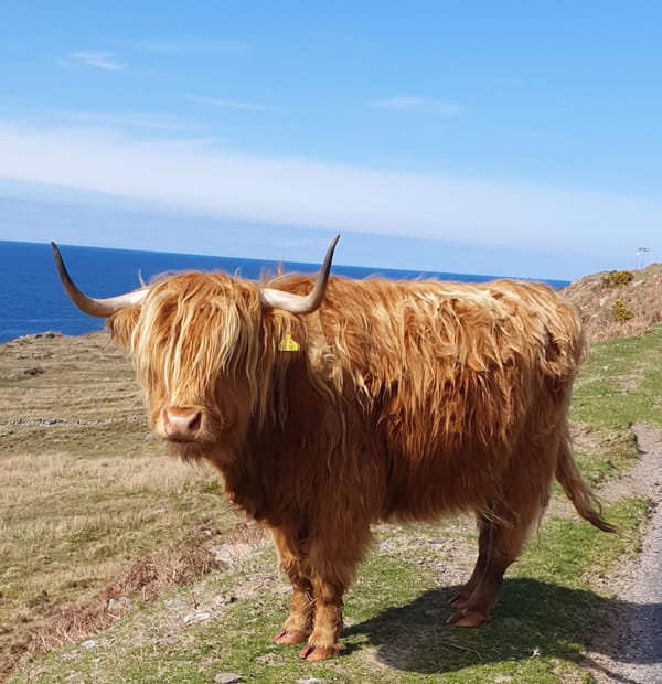 Gairloch bank closure, Tartan Week and a tractor run