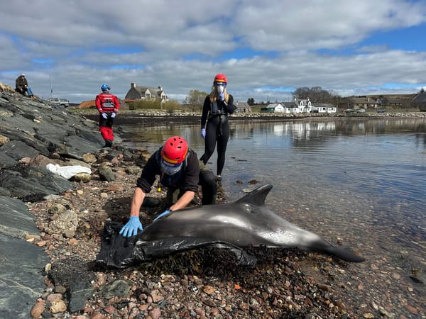 Dolphin Stranding at Aultbea