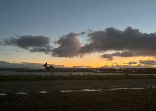 Warm Mondays return and Highland - Inverness City of Culture bid falls