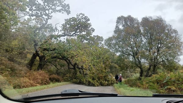 Fallen trees and disappointment after funding knockback