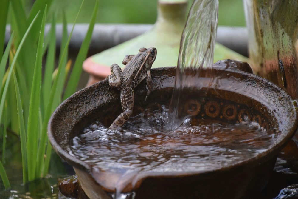 Four Years on: NZ Covid 'Vaccination' Record Website & Digital ID