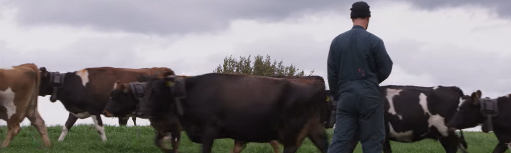 5G, AI & Cows: NZ's Internet of Animals
