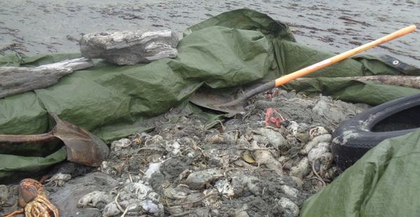 Throwback to Nov 2019: Hundreds of Dead Rats, Birds & Other Animals Washed Up on Westport Beach, New Zealand