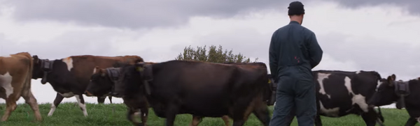 5G, AI & Cows: NZ's Internet of Animals