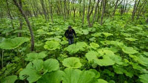 The photography of Japan to Jamaica by Zach Johaneson