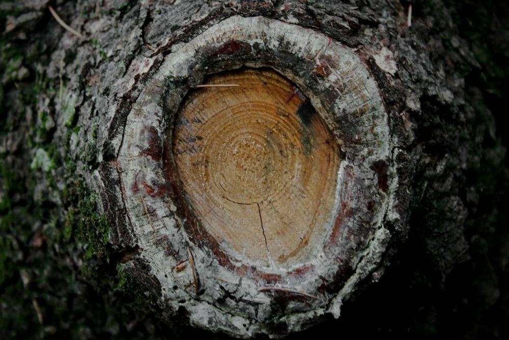 Tree-Eyed Sonnet
