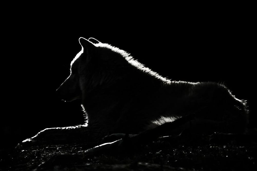 A Barghest