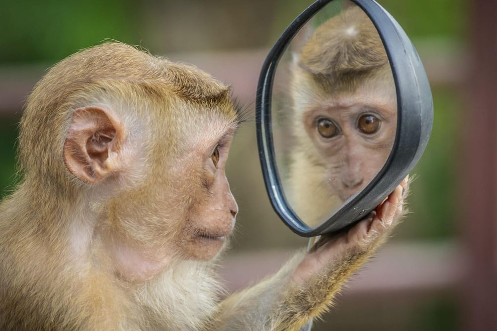 Puzzled Monkey