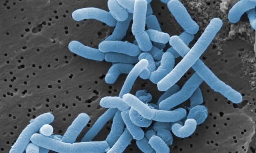 Healthier Gut Microbiome, Healthier Life