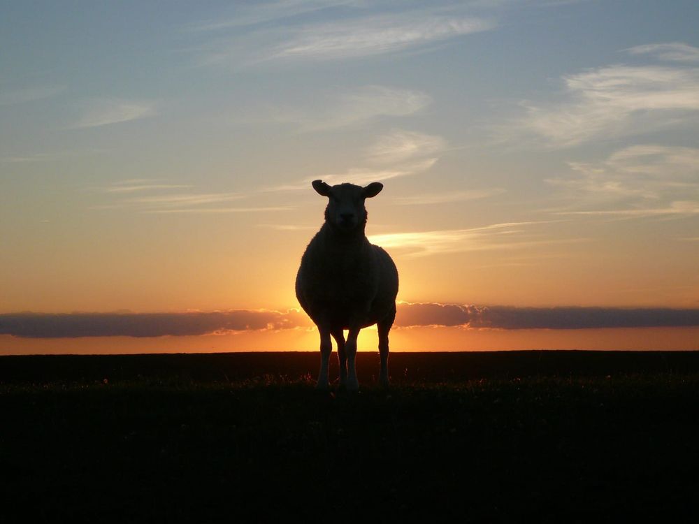 Do Humans Dream of Coal-Fired Sheep?