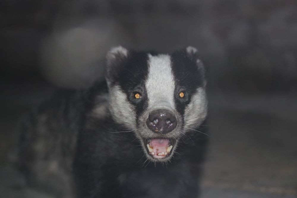 The Badger's Path