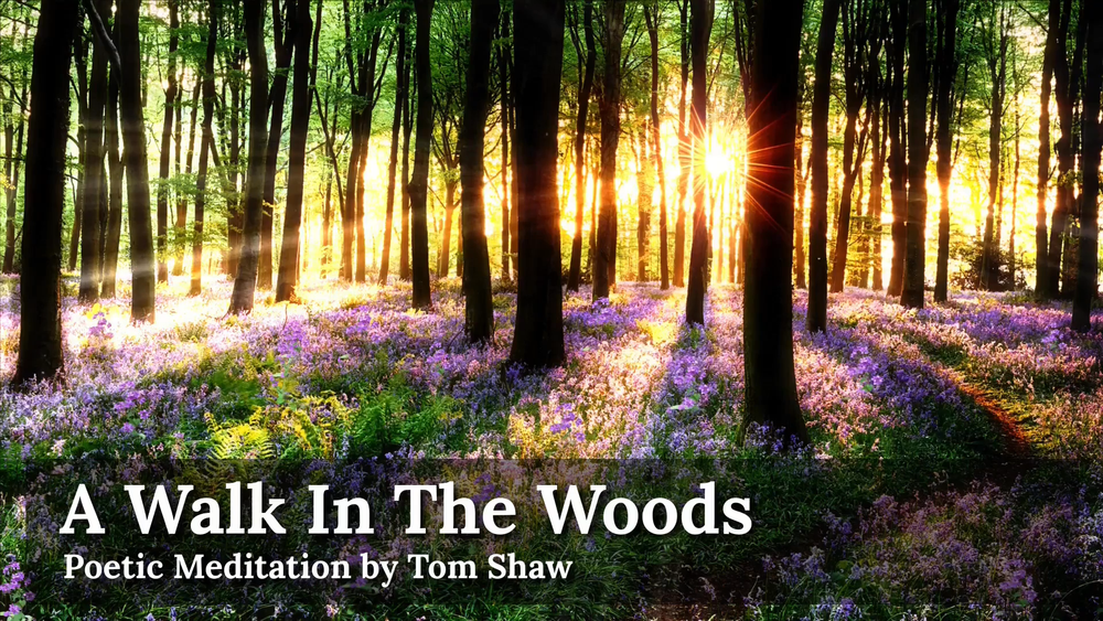 A Walk In The Woods