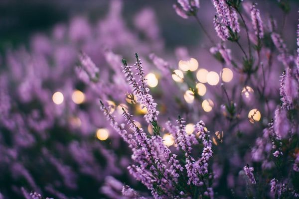 Haikus of a Forager IV