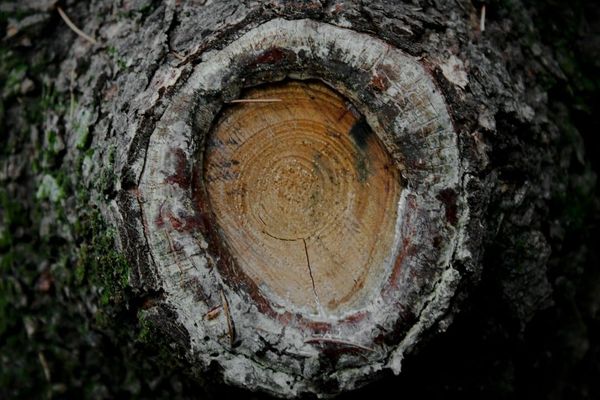 Tree-Eyed Sonnet