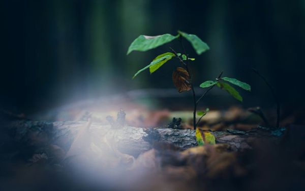 Growing Pains