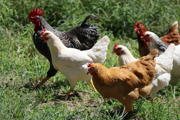Unregistered Chickens