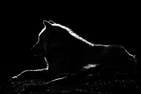 A Barghest