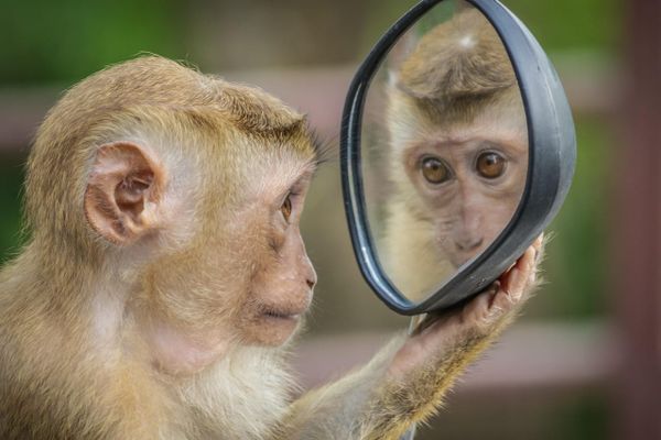 Puzzled Monkey