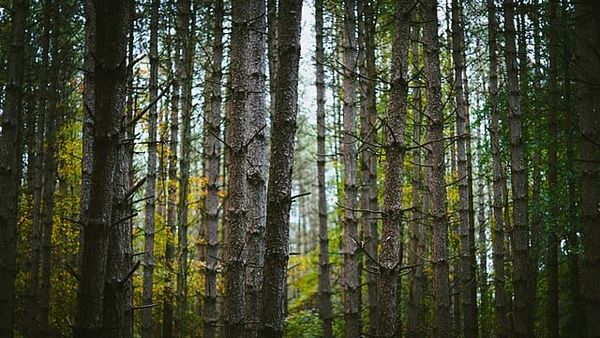 Shinrin-Yoku: Improving Health By Reconnecting With Nature