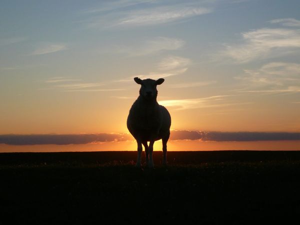 Do Humans Dream of Coal-Fired Sheep?