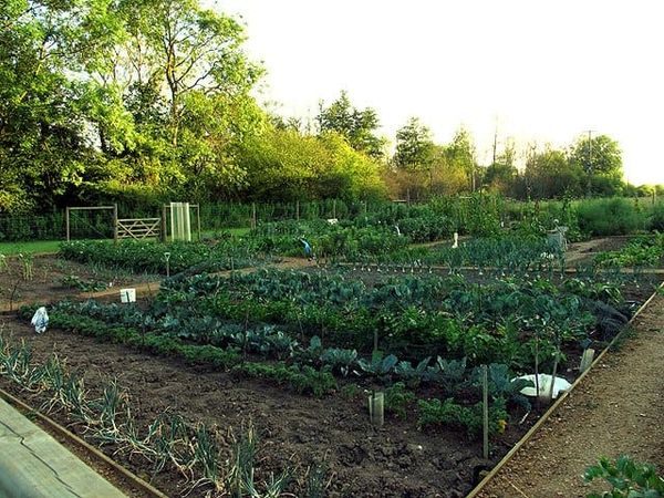 Grow (None of) Your Own | Is this the “new normal”?