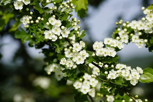 Haikus of a Forager