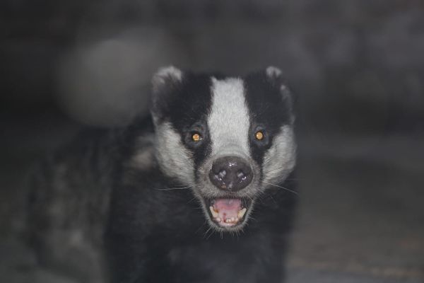 The Badger's Path