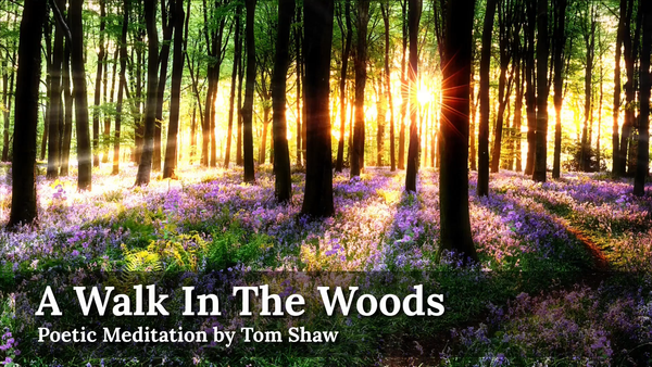 A Walk In The Woods